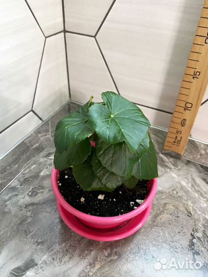 Бегония элатиор желтая