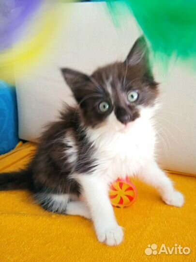 Котенок, мальчик, 1,5мес