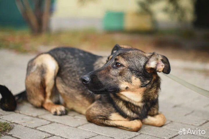 Собаки бесплатно в добрые руки