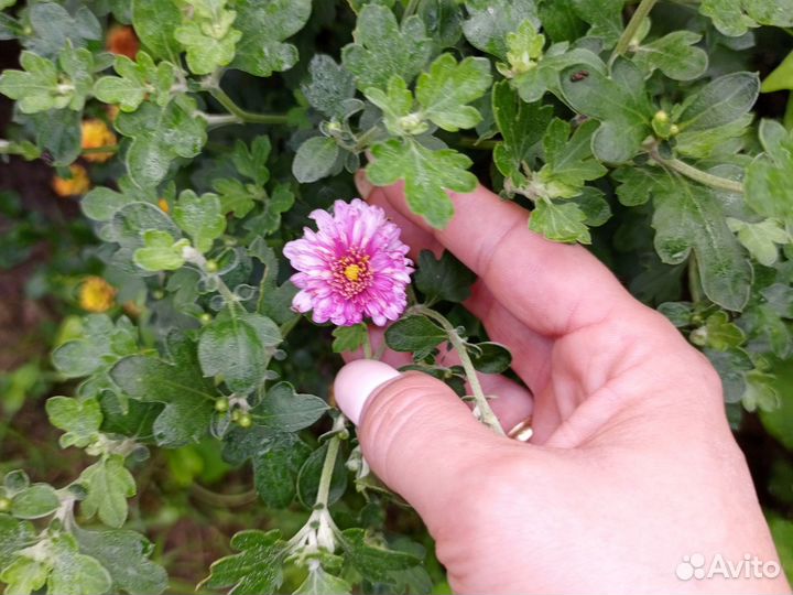 Хризантемы мультифлора