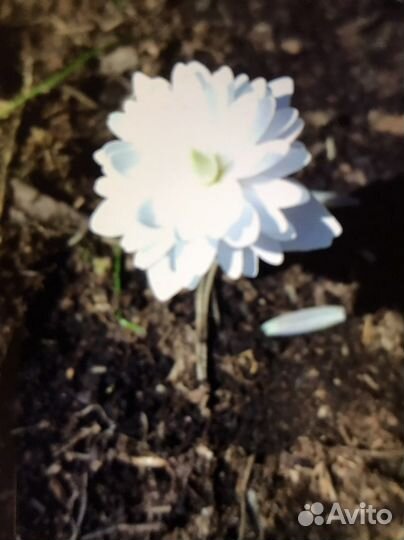 Сангвинария канадская махровая