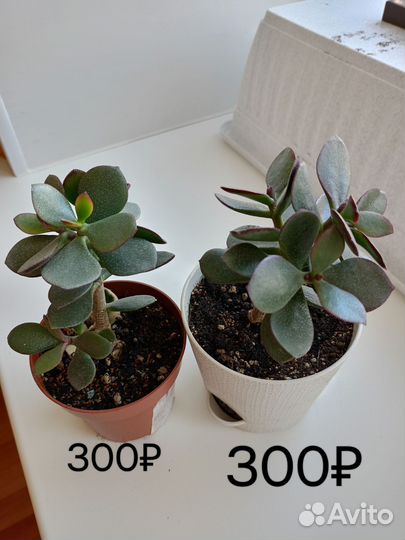 Толстянка крассула