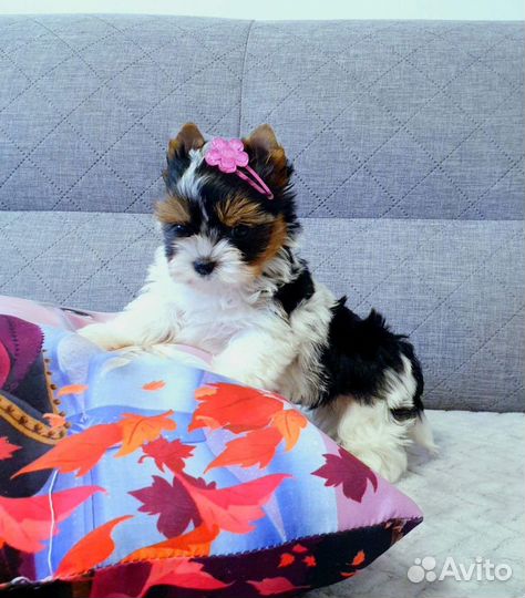 Большой выбор