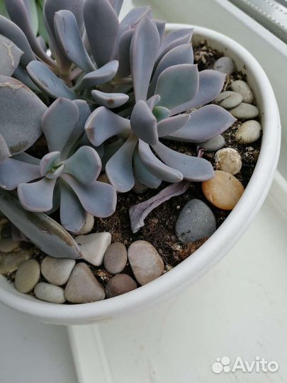 Суккуленты