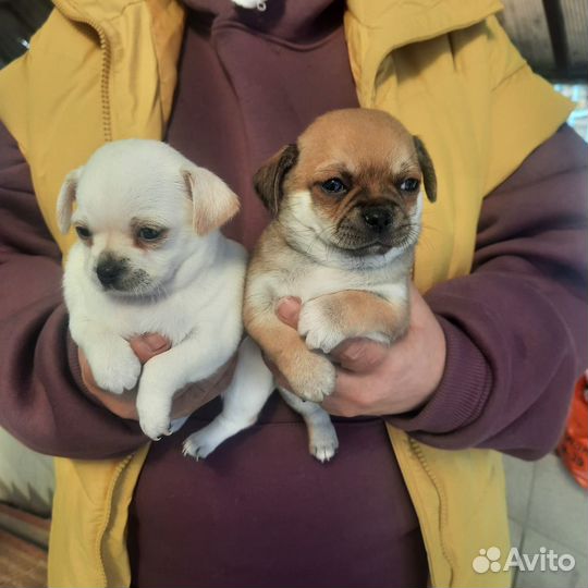 Щенки чихуахуа мини
