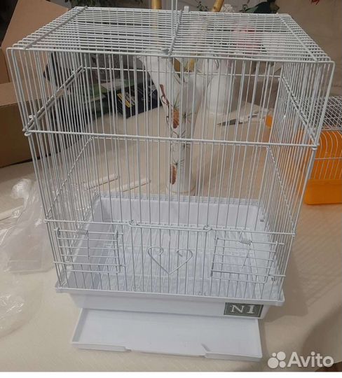 Радужные попугаи