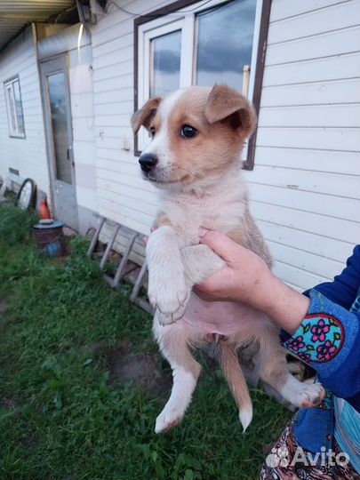 Щенок в добрые руки