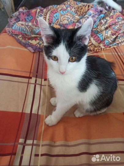 Котик из Солнечного