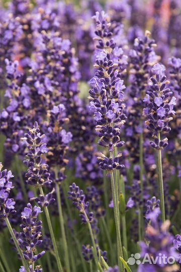 Лаванда узколистная саженец