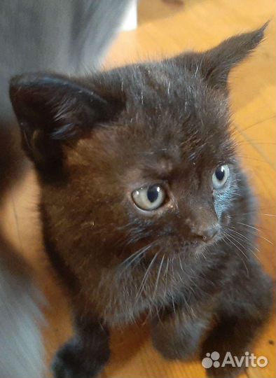 Котята в добрые руки бесплатно