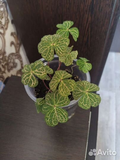 Кислица мартианская