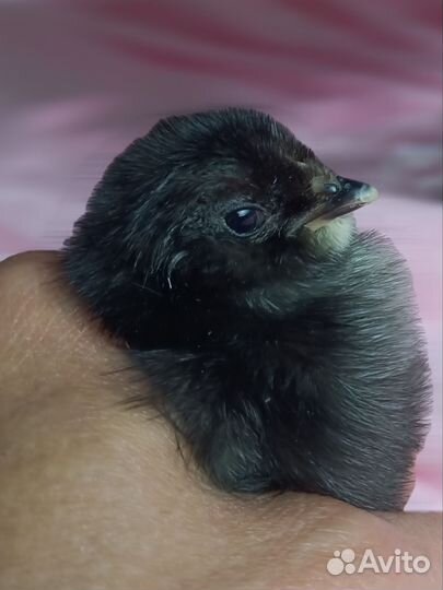 Цыплята амераукан