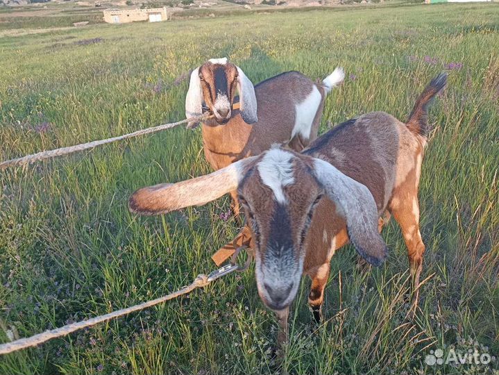 Нубийские козы