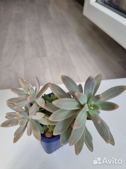 Флорариум суккуленты