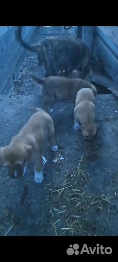 Собака в добрые руки отдам бесплатно