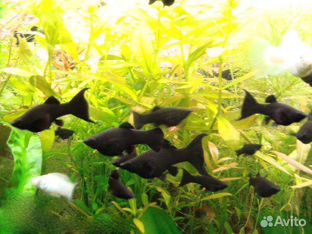 Моллинезия