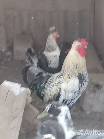 Домашняя птица