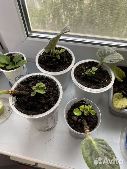 Фиалка цветущая в горшке - лот 5 штук