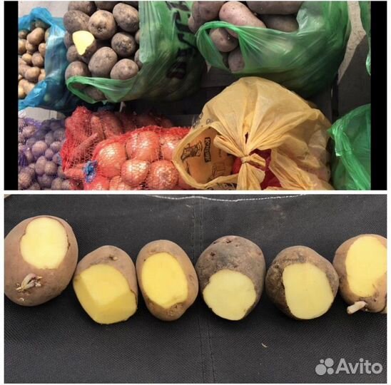 Картофель крупный и семенной, лук, морковь