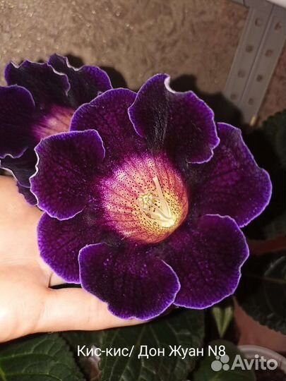 Глоксинии, Тидеи