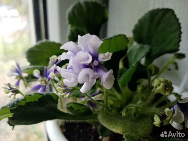 Сортовые фиалки