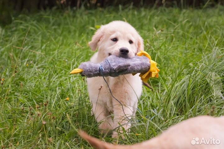 Щенки голден ретривера