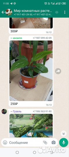 Спатифиллум