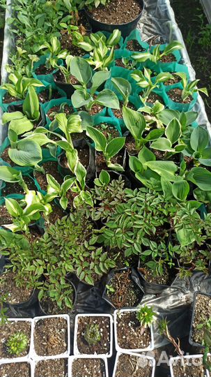 Клубника Гортензии Лилии Хосты