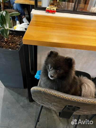 Собака для фотосессии