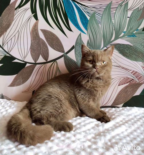 Британские котики