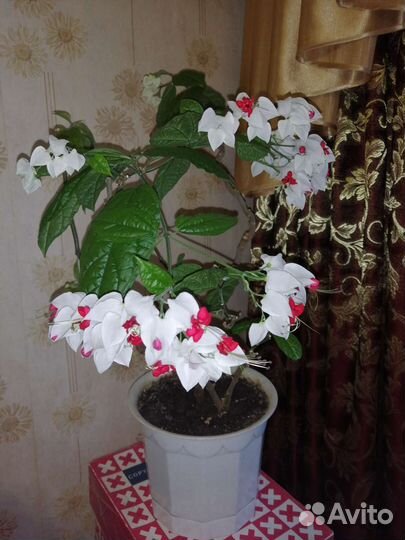 Клеродендрум