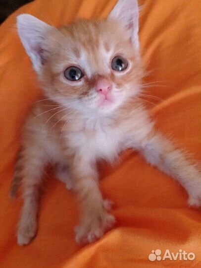 Котята бесплатно