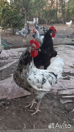 Молодые петухи
