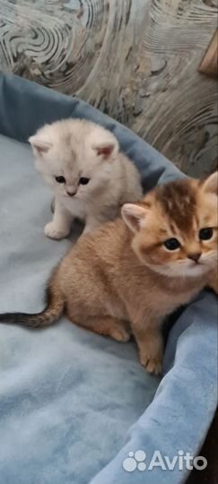Котята британской шиншиллы