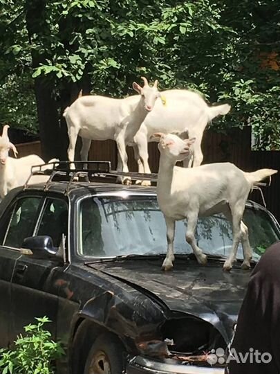 Козы и козлята