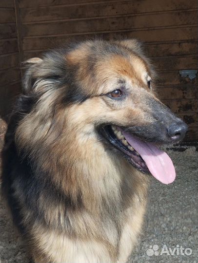 Пушистый красавец ищет дом в добрые руки