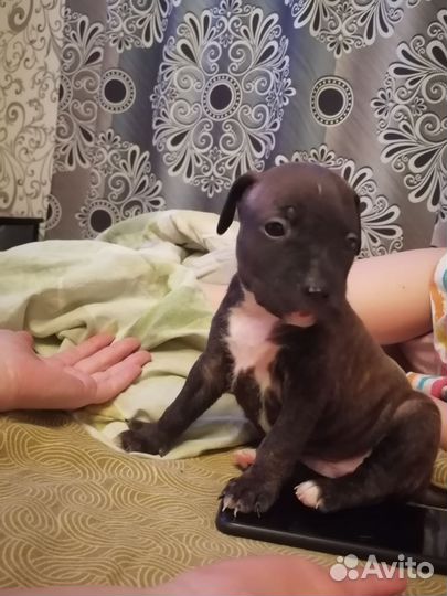 Стаффордширский терьер щенки