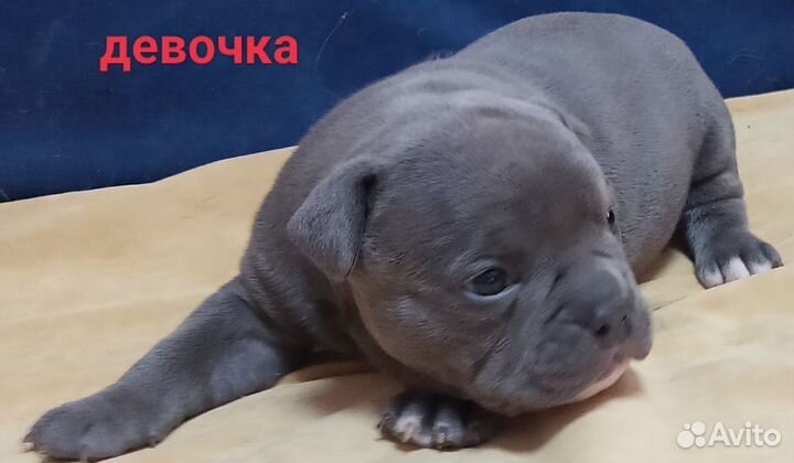Щенки Американский Булли