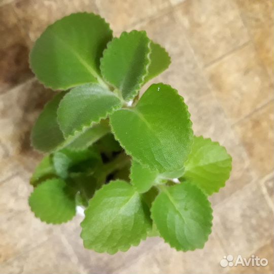 Плекрантус - душистая комнатная мята, тимьян