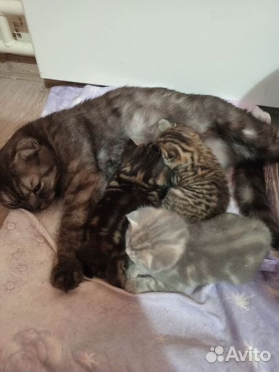 Кошка