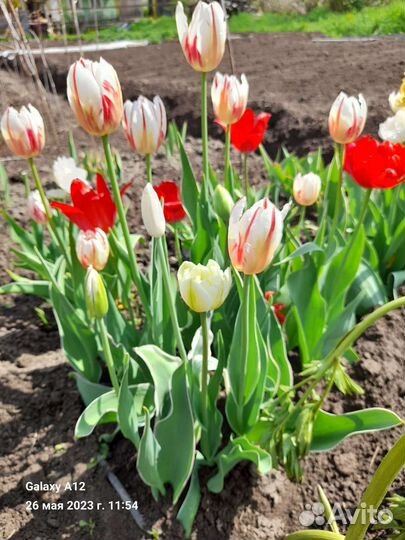 Тюльпаны и другие