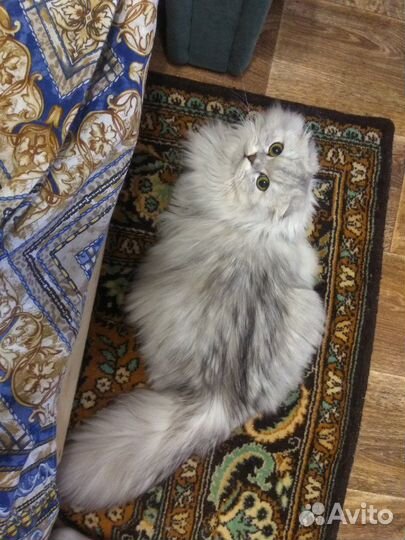 Котик на вязку