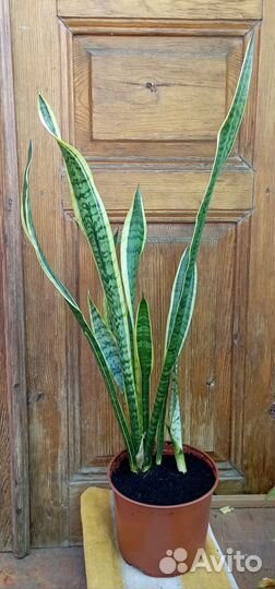 Сансевиерия или 
