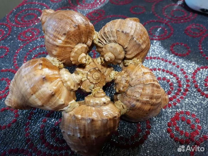 Пепельница из морских ракушек