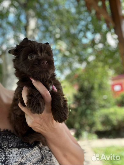 Шоколадный йорк девочка