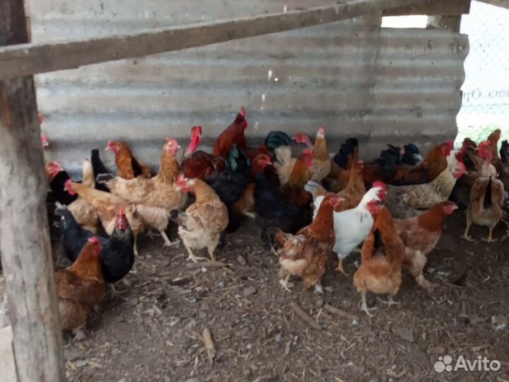 Петухи Брама,Кохи,Орпы,Цветные Породистые,Индоутки