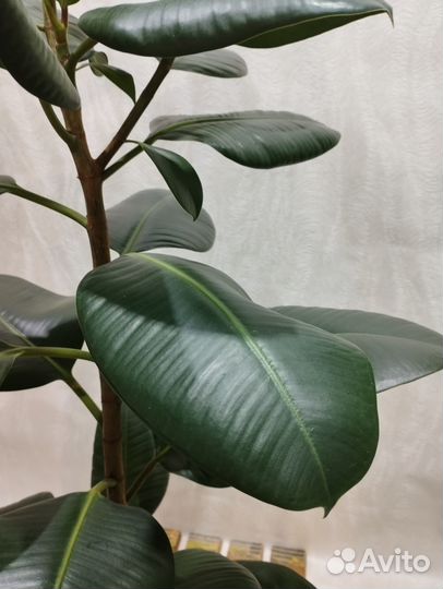 Фикус Эластика 120 см
