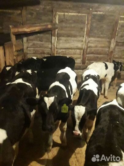 Молодняк крс