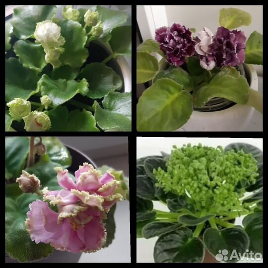 Фиалка(набор листов на срез)