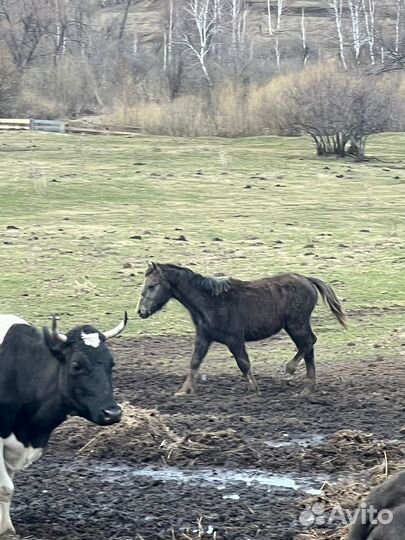 Лошади, жеребёнок